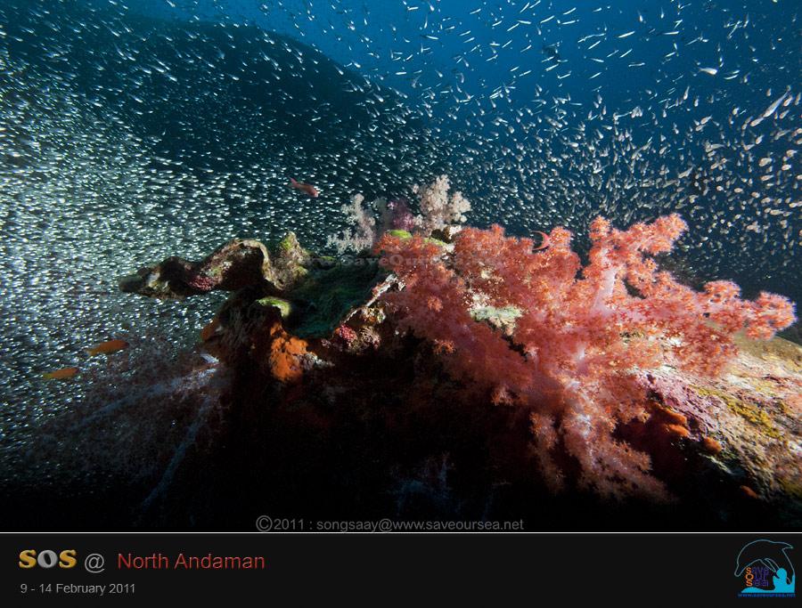 คลิ๊กเพื่อดูภาพขนาดใหญ่

Name:	Elephant-Head-Rock_13.jpg
Views:	0
Size:	96.3 KB
ID:	10902