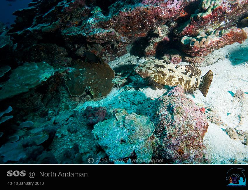 คลิ๊กเพื่อดูภาพขนาดใหญ่

Name:	Clamcheck-Similan_04.jpg
Views:	0
Size:	104.3 KB
ID:	5541