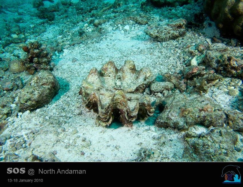 คลิ๊กเพื่อดูภาพขนาดใหญ่

Name:	Clamcheck-Similan_10.jpg
Views:	0
Size:	116.7 KB
ID:	5543