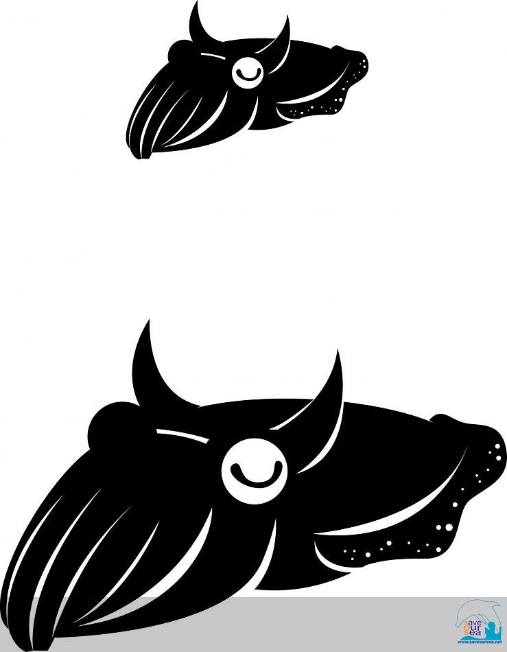 คลิ๊กเพื่อดูภาพขนาดใหญ่

Name:	+devil cuttlefish.jpg
Views:	0
Size:	45.6 KB
ID:	6403