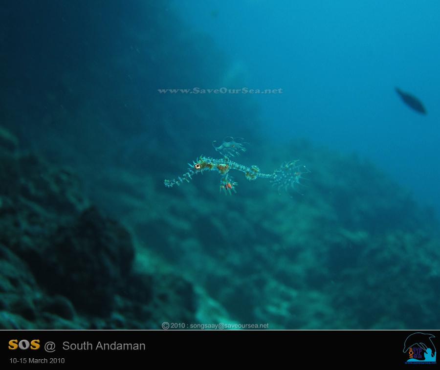 คลิ๊กเพื่อดูภาพขนาดใหญ่

Name:	Ghostpipefish_Ko-Ha-Yai_01.jpg
Views:	0
Size:	29.0 KB
ID:	6551