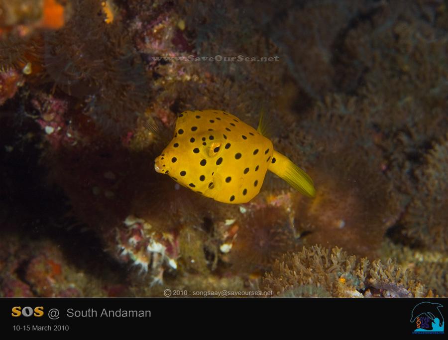 คลิ๊กเพื่อดูภาพขนาดใหญ่

Name:	Boxfish_Hin-Daeng.jpg
Views:	0
Size:	48.6 KB
ID:	6601