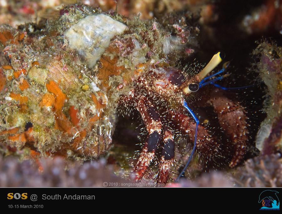 คลิ๊กเพื่อดูภาพขนาดใหญ่

Name:	Hermit-Crab_Hin-Daeng.jpg
Views:	0
Size:	87.5 KB
ID:	6619