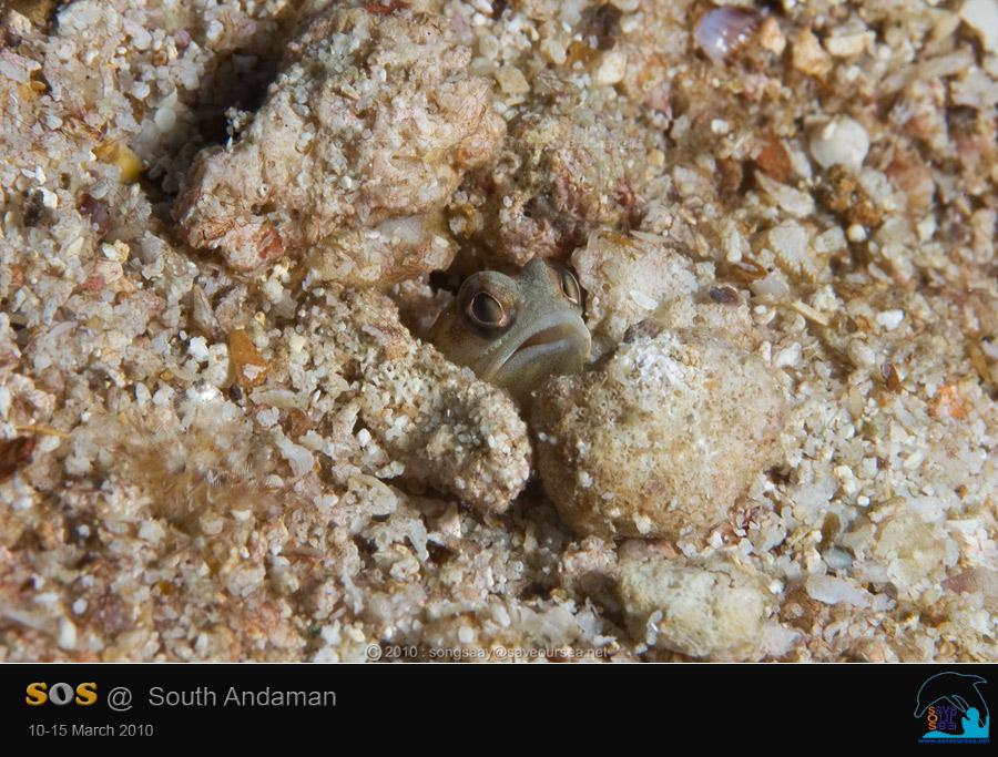 คลิ๊กเพื่อดูภาพขนาดใหญ่

Name:	Jawfish_Bida.jpg
Views:	0
Size:	94.4 KB
ID:	6627