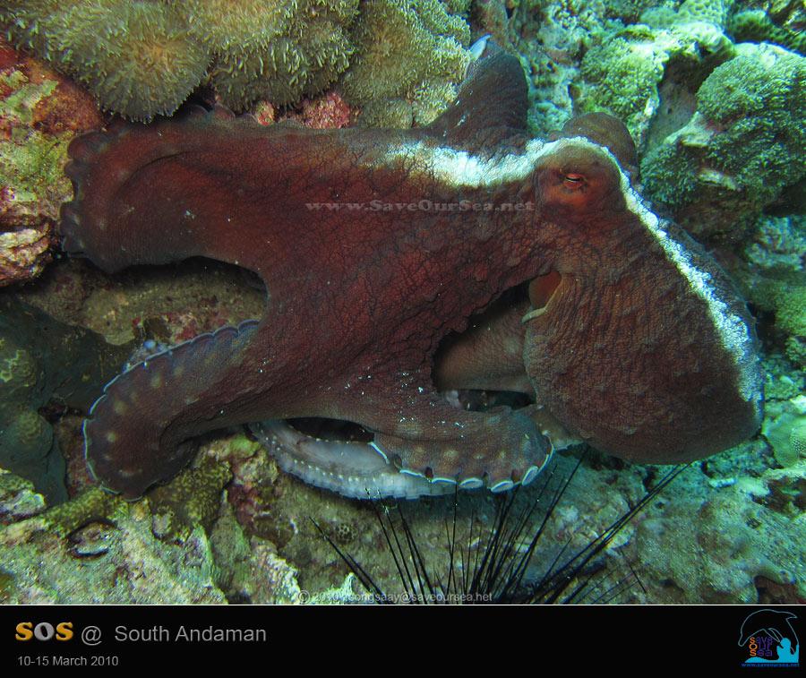 คลิ๊กเพื่อดูภาพขนาดใหญ่

Name:	Octopus_Bida_03.jpg
Views:	0
Size:	96.5 KB
ID:	6640
