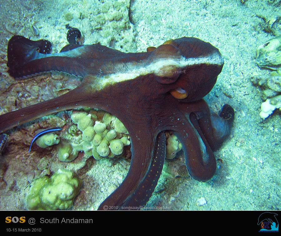 คลิ๊กเพื่อดูภาพขนาดใหญ่

Name:	Octopus_Bida_04.jpg
Views:	0
Size:	107.3 KB
ID:	6641
