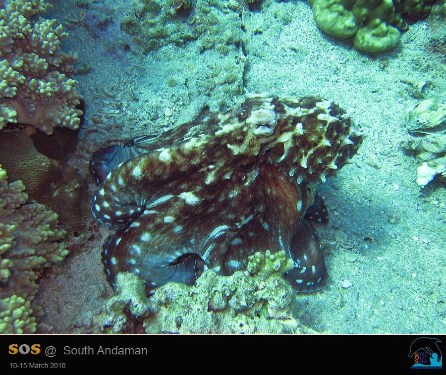 คลิ๊กเพื่อดูภาพขนาดใหญ่

Name:	Octopus_Bida_05.jpg
Views:	0
Size:	120.7 KB
ID:	6642