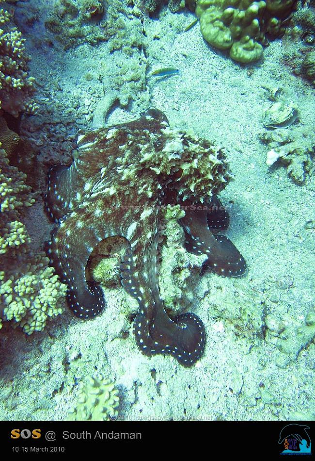 คลิ๊กเพื่อดูภาพขนาดใหญ่

Name:	Octopus_Bida_06.jpg
Views:	0
Size:	223.9 KB
ID:	6643