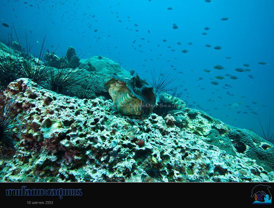 คลิ๊กเพื่อดูภาพขนาดใหญ่

Name:	Lok-Talay-Chumphon_71.jpg
Views:	0
Size:	92.1 KB
ID:	7297