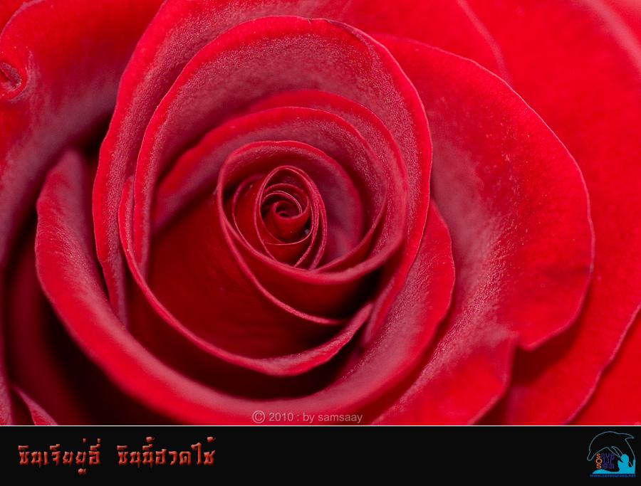 คลิ๊กเพื่อดูภาพขนาดใหญ่

Name:	Chinese-New-Year.jpg
Views:	0
Size:	49.9 KB
ID:	6174