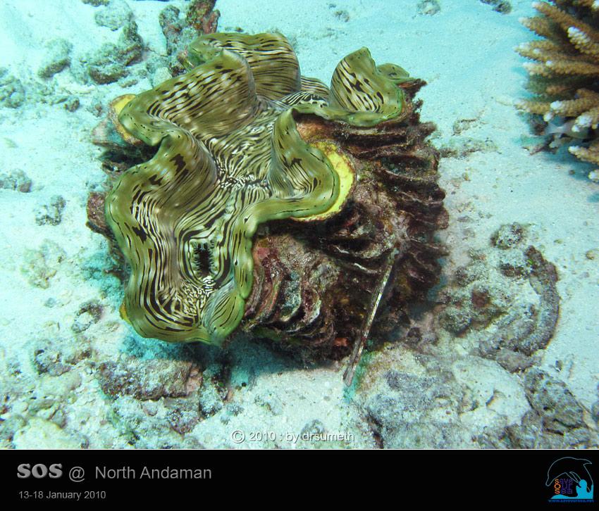 คลิ๊กเพื่อดูภาพขนาดใหญ่

Name:	Clamcheck-Similan_20.jpg
Views:	0
Size:	107.4 KB
ID:	5553