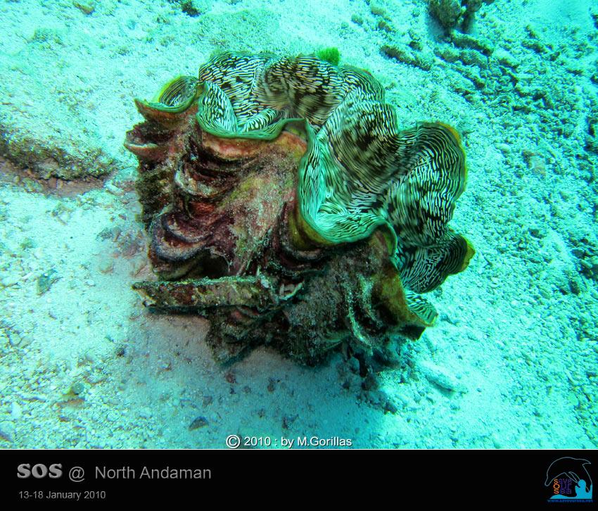 คลิ๊กเพื่อดูภาพขนาดใหญ่

Name:	Clamcheck-Similan_16.jpg
Views:	0
Size:	125.7 KB
ID:	5551