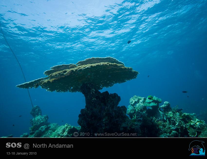 คลิ๊กเพื่อดูภาพขนาดใหญ่

Name:	Clamcheck-Similan_08.jpg
Views:	0
Size:	60.4 KB
ID:	5558