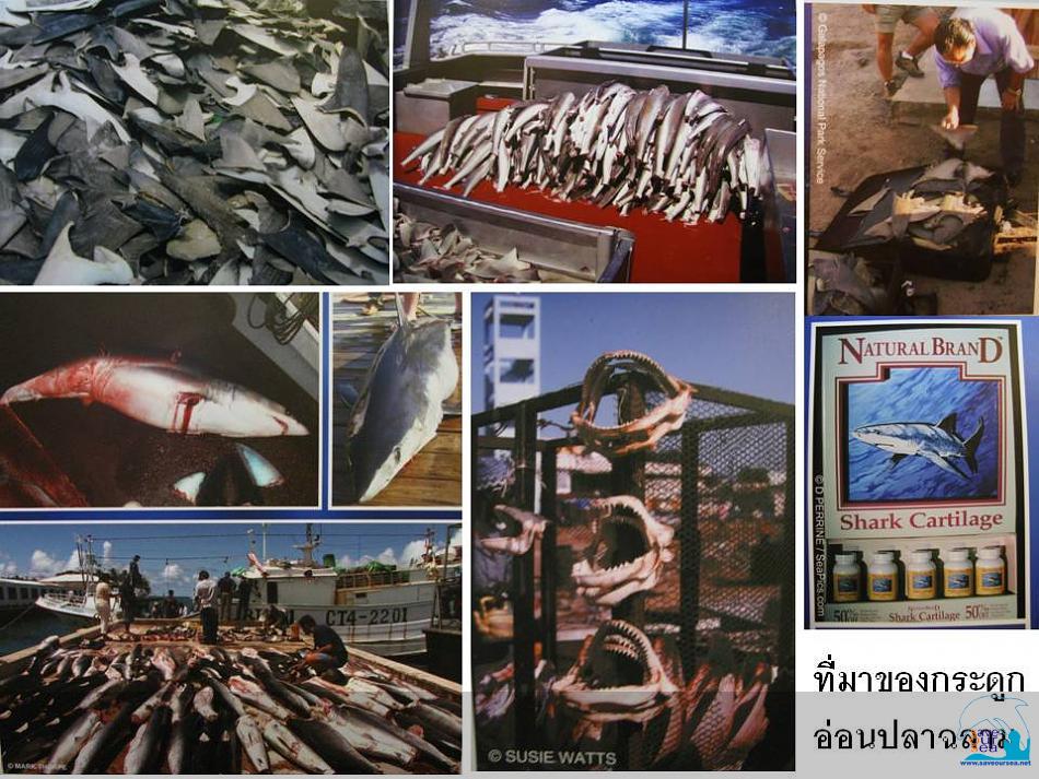 คลิ๊กเพื่อดูภาพขนาดใหญ่

Name:	Collection of Dead Sharks 02.jpg
Views:	0
Size:	126.3 KB
ID:	2396