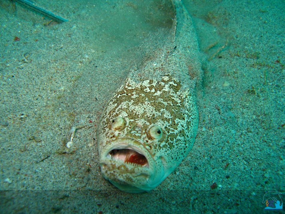 คลิ๊กเพื่อดูภาพขนาดใหญ่

Name:	Puerto Galera April 2010 (151).jpg
Views:	0
Size:	99.6 KB
ID:	7038