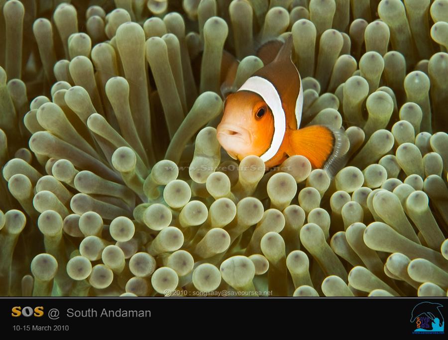 คลิ๊กเพื่อดูภาพขนาดใหญ่

Name:	Anemonefish_Hin-Muang.jpg
Views:	0
Size:	68.0 KB
ID:	6567