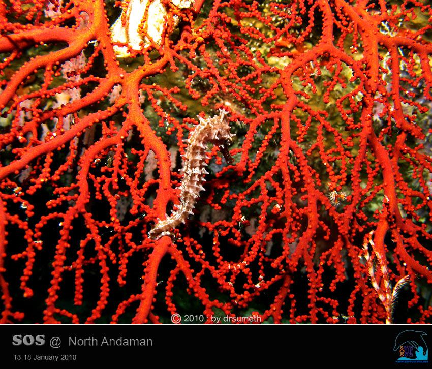 คลิ๊กเพื่อดูภาพขนาดใหญ่

Name:	Seahorse_31.jpg
Views:	0
Size:	130.6 KB
ID:	5589