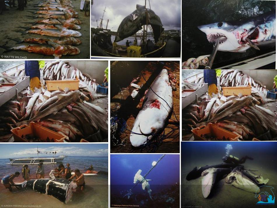 คลิ๊กเพื่อดูภาพขนาดใหญ่

Name:	Collection of Dead Sharks.jpg
Views:	0
Size:	106.5 KB
ID:	2395