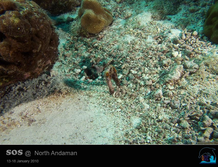 คลิ๊กเพื่อดูภาพขนาดใหญ่

Name:	Clamcheck-Similan_11.jpg
Views:	0
Size:	113.6 KB
ID:	5545