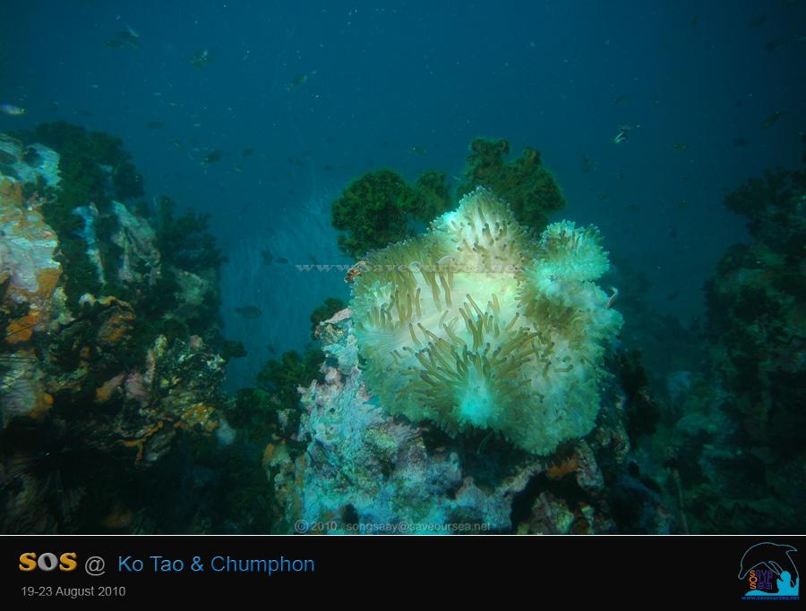 คลิ๊กเพื่อดูภาพขนาดใหญ่

Name:	Kong-Chumphon_16.jpg
Views:	0
Size:	48.0 KB
ID:	8655