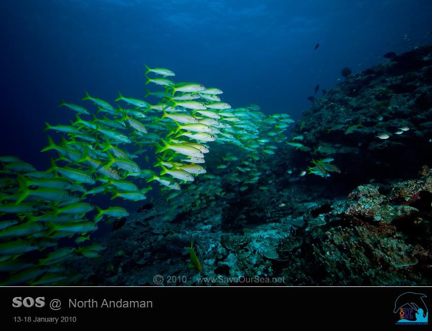 คลิ๊กเพื่อดูภาพขนาดใหญ่

Name:	Clamcheck-Similan_05.jpg
Views:	0
Size:	61.0 KB
ID:	5540