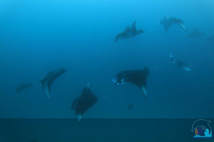 Name:  manta by pin.jpg
Views: 1
Size:  16.7 KB