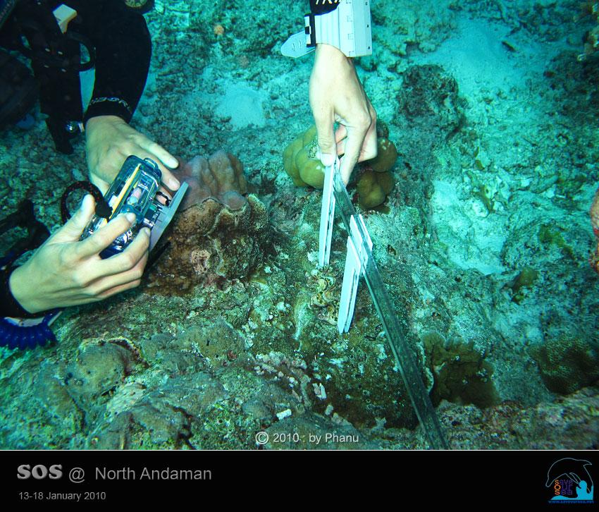 คลิ๊กเพื่อดูภาพขนาดใหญ่

Name:	Clamcheck-Similan_23.jpg
Views:	0
Size:	113.9 KB
ID:	5555