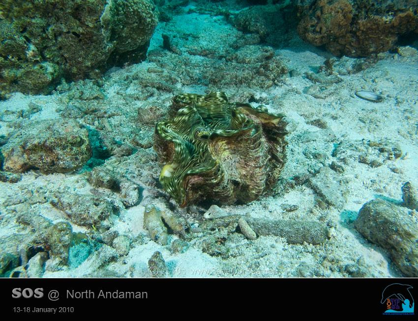 คลิ๊กเพื่อดูภาพขนาดใหญ่

Name:	Clamcheck-Similan_15.jpg
Views:	0
Size:	111.6 KB
ID:	5548