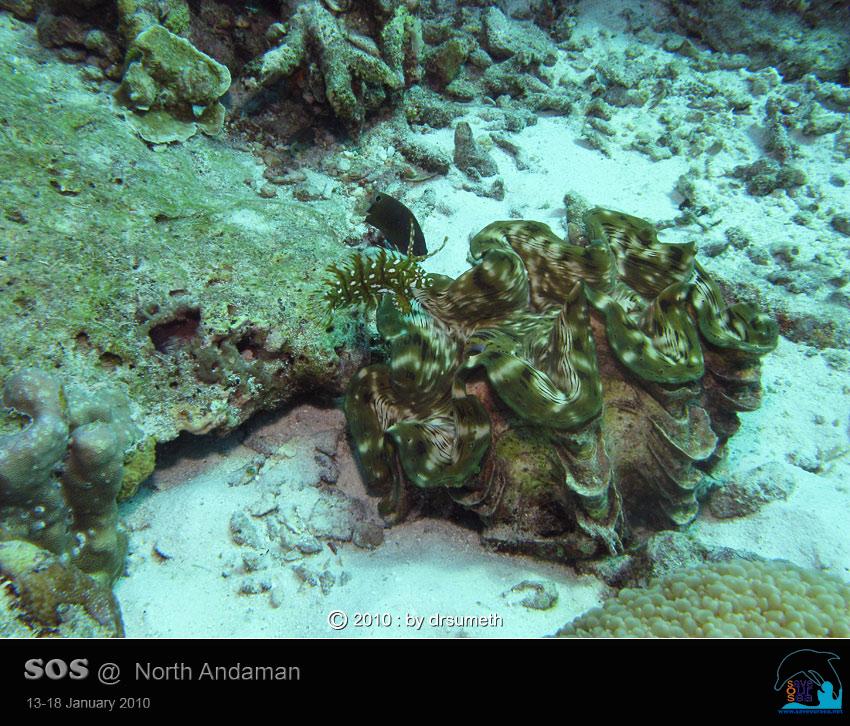 คลิ๊กเพื่อดูภาพขนาดใหญ่

Name:	Clamcheck-Similan_17.jpg
Views:	0
Size:	111.0 KB
ID:	5550