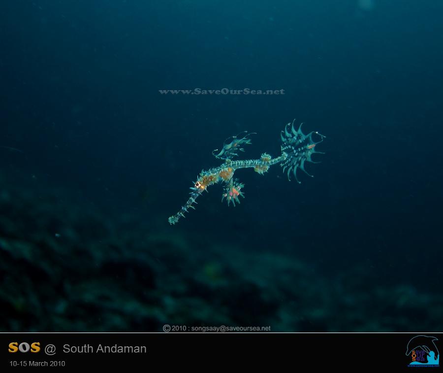 คลิ๊กเพื่อดูภาพขนาดใหญ่

Name:	Ghostpipefish_Ko-Ha-Yai_02.jpg
Views:	0
Size:	24.9 KB
ID:	6552